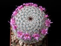 Thumbnail of 1874_Mammillaria meissneri_20160420_02(1).JPG